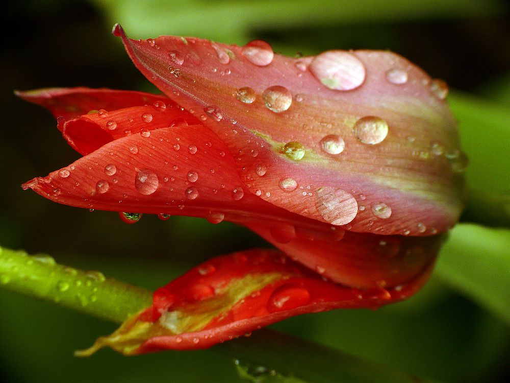 Regenschwer