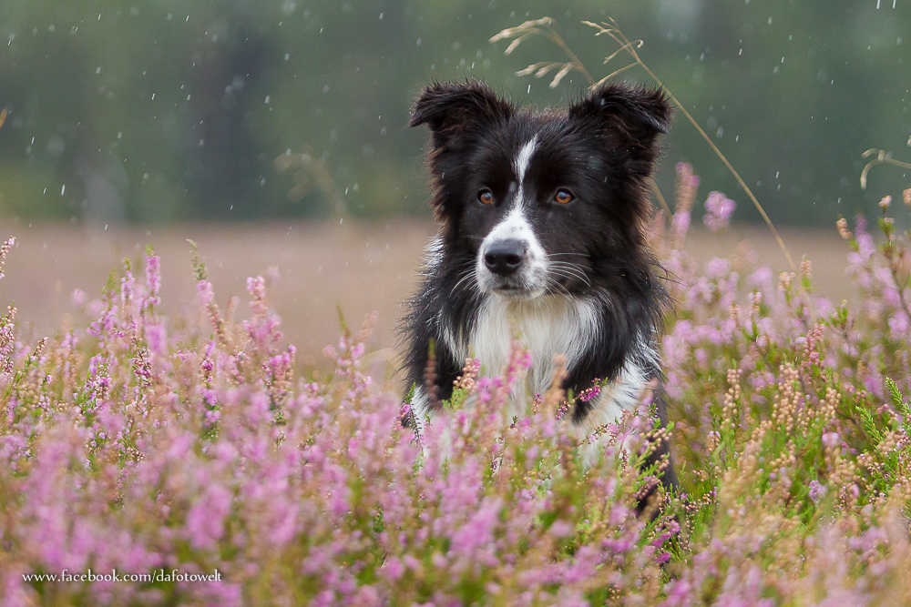 Regenshooting