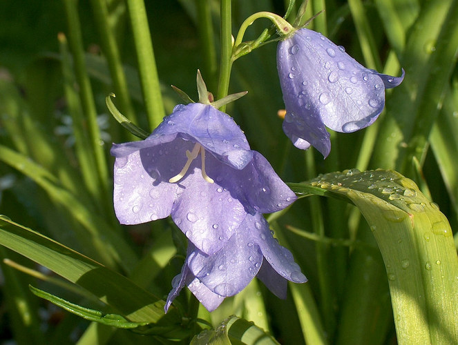 Regensommer 07/2004