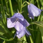 Regensommer 07/2004