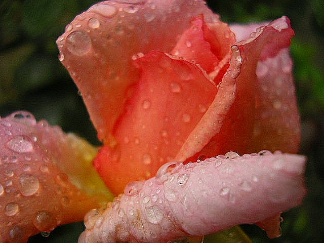 Regensommer 2007