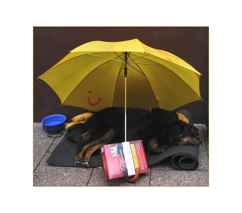 Regensonnenschirm