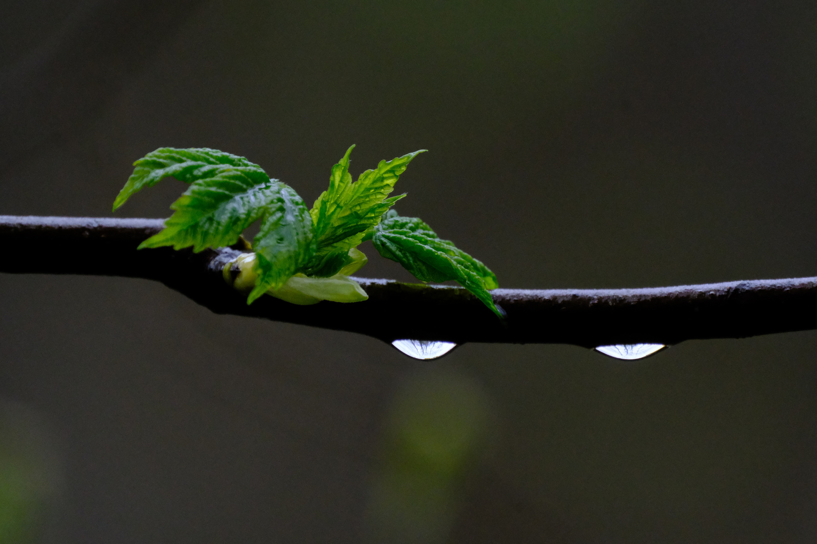 Regensonntag...