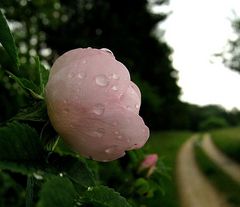 Regenspaziergang