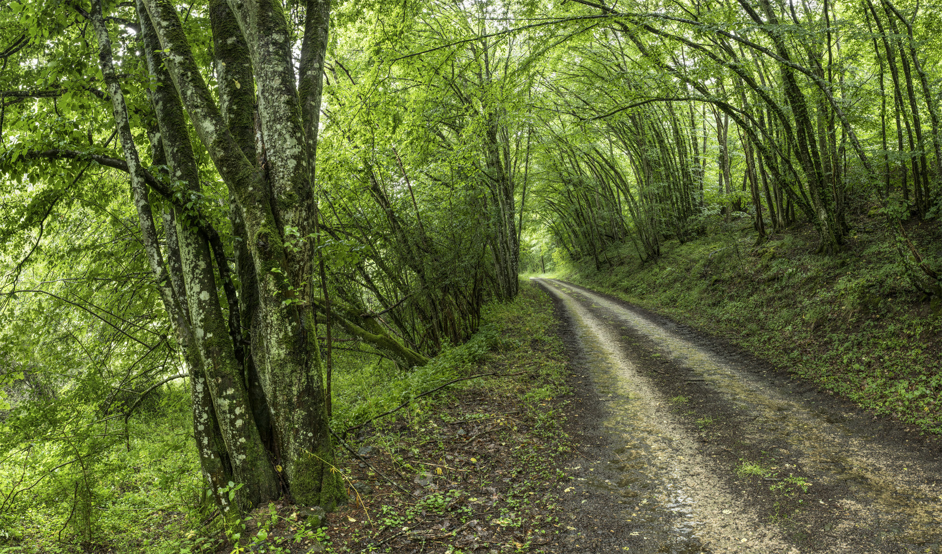 Regenspaziergang im Wald