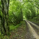 Regenspaziergang im Wald