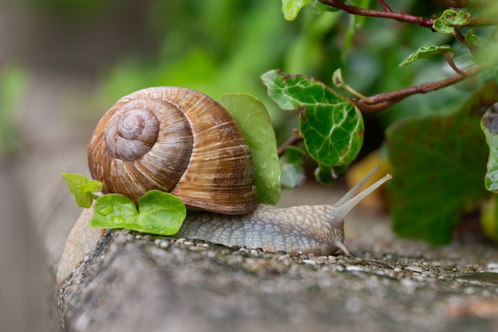 Regenspaziergang - Rennschnecke ;-)))