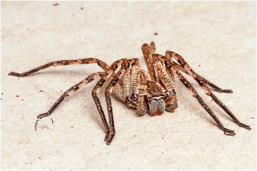 Regenspinne / Rain spider