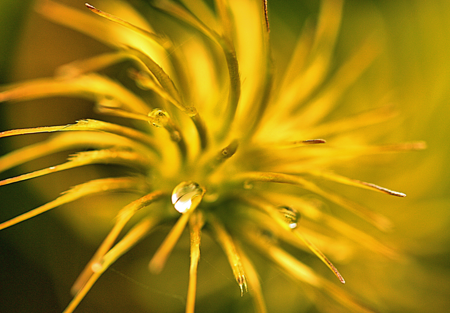 Regenspuren in Pflanzen