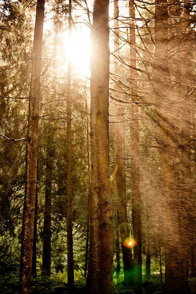 Regenstaub im Wald