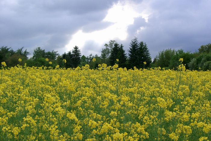 Regenstimmung