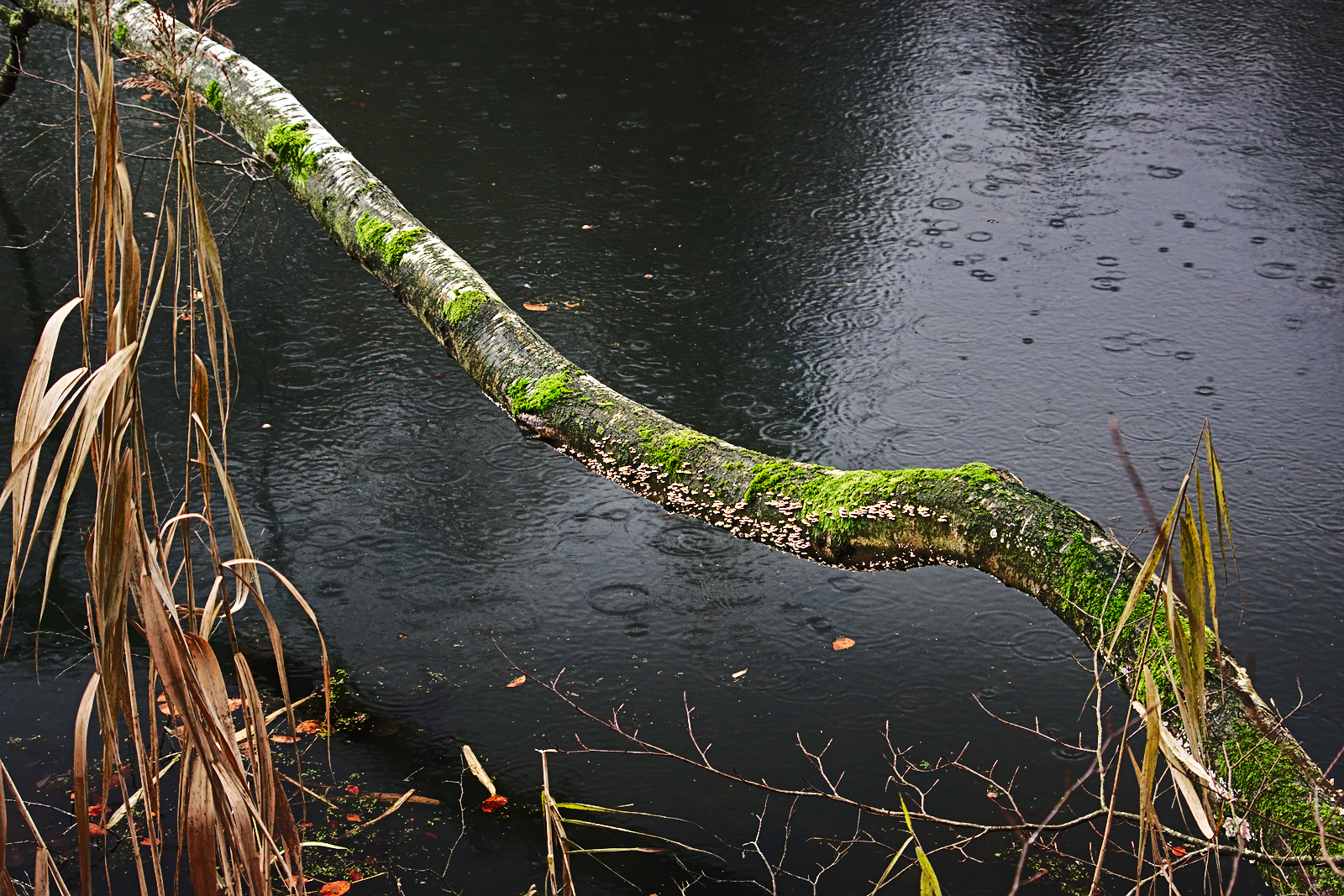 Regenstimmung i. Moorwald