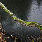 Regenstimmung i. Moorwald