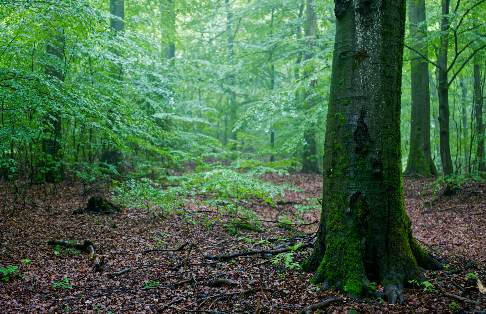 Regenstimmung im Laubwald