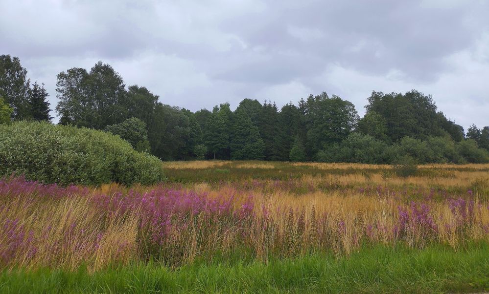 Regenstimmung im Naturschutzgebiet