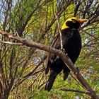 Regent Bowerbird oder Laubenvogel