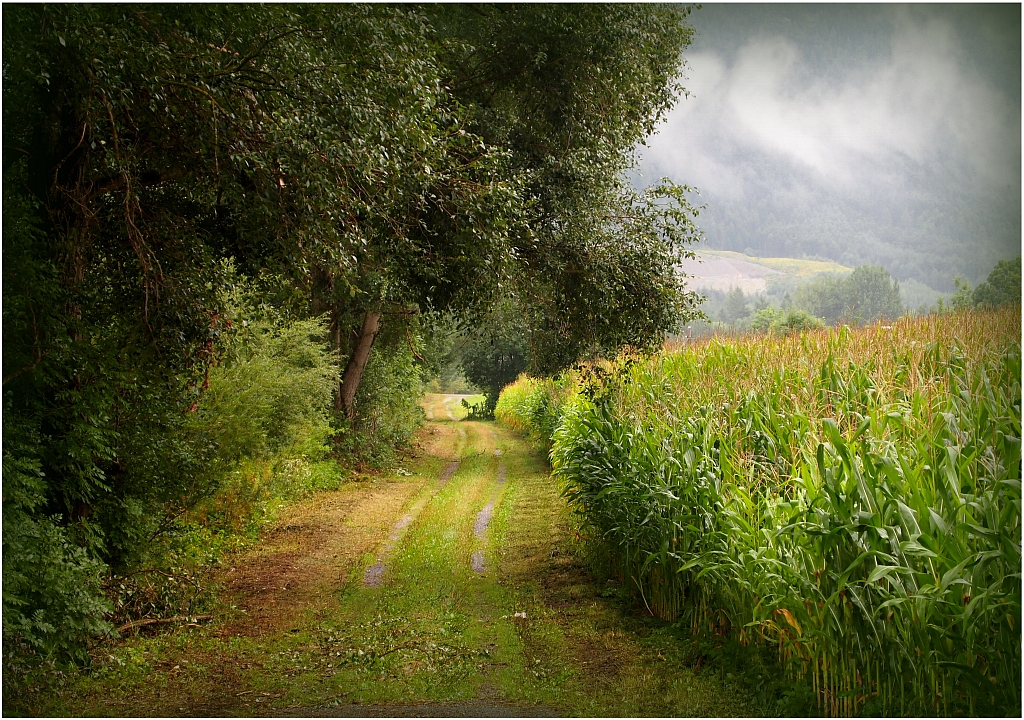 Regentag Foto Bild Landschaft Wege Und Pfade Natur Bilder Auf Fotocommunity
