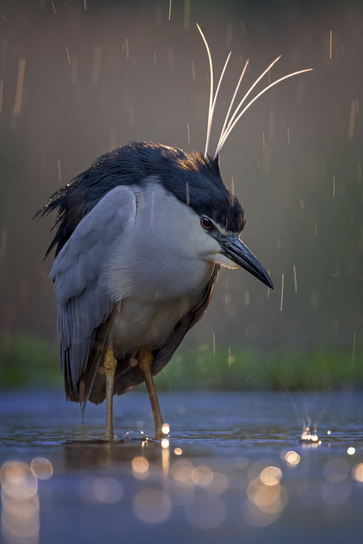 Regentag