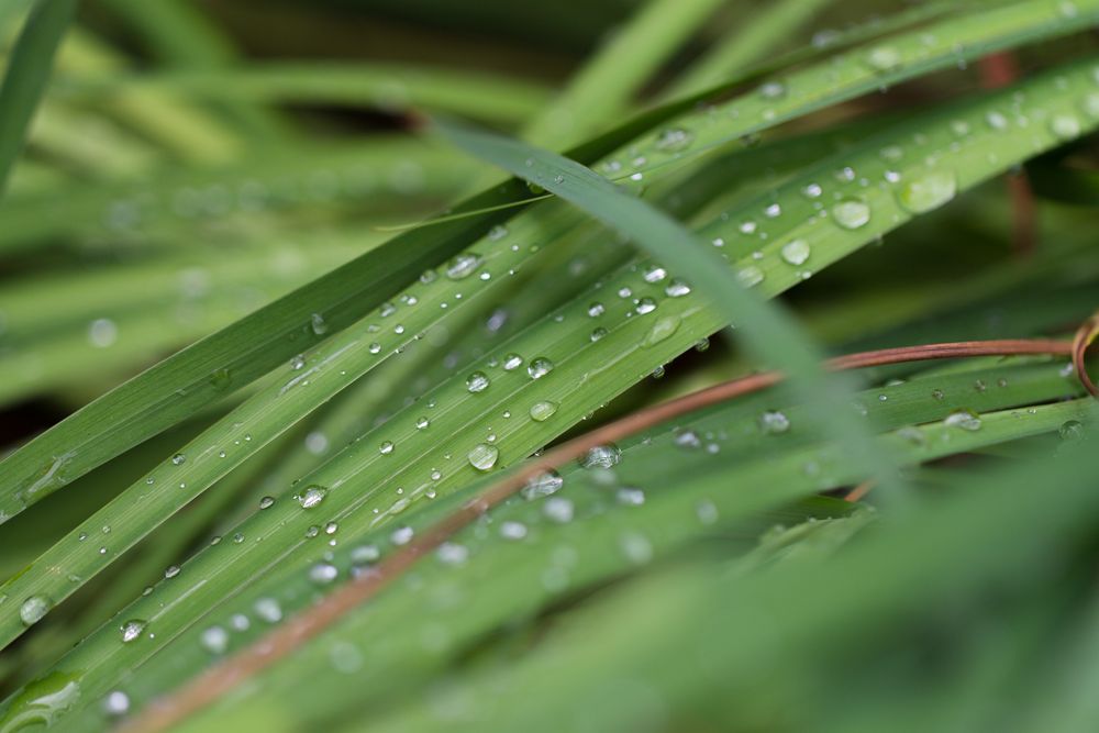 Regentag von Sairasa S 