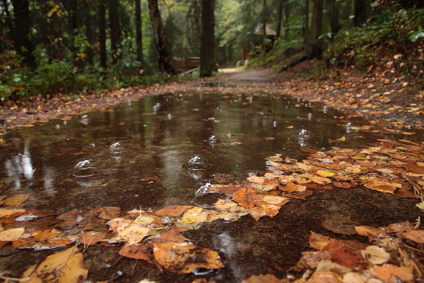 Regentag Foto Bild Wald Regen Natur Bilder Auf Fotocommunity
