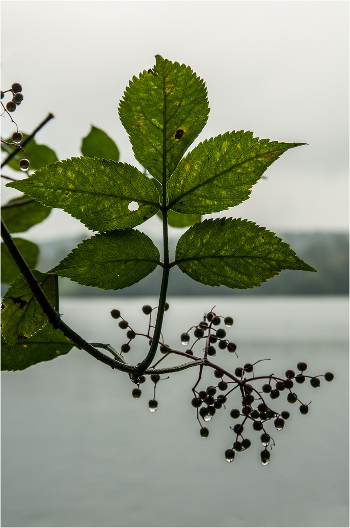 Regentag