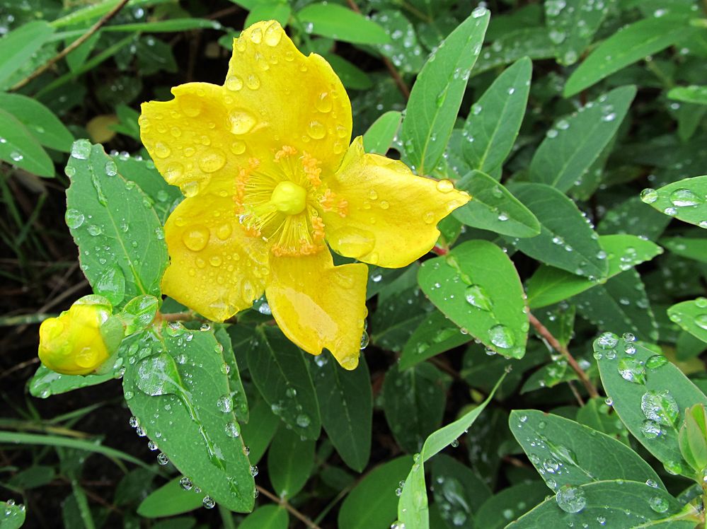 Regentag von Hedschie 