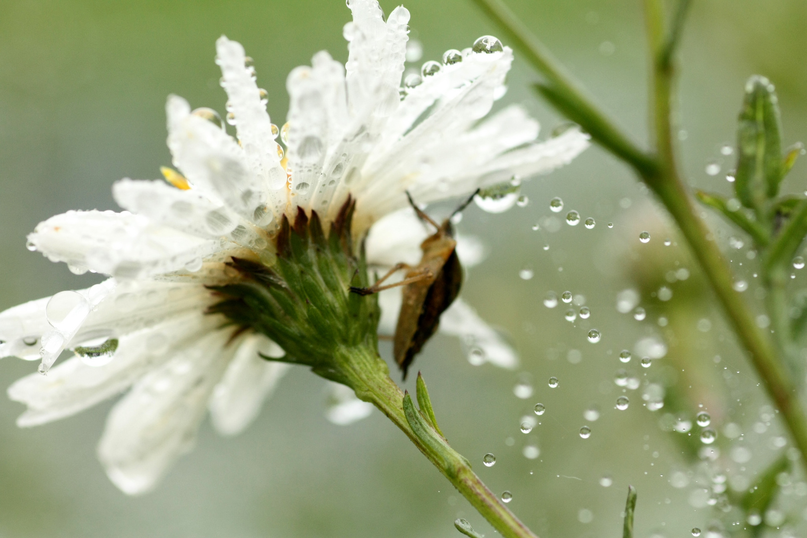 Regentag