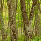 Regentag im Foreste Umbra