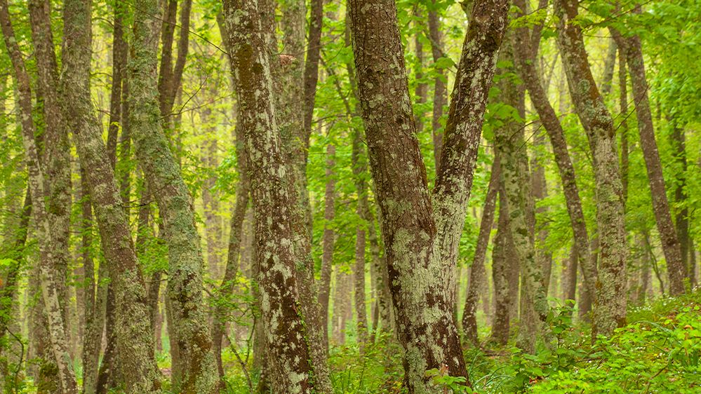 Regentag im Foreste Umbra