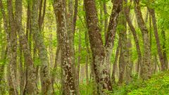 Regentag im Foreste Umbra