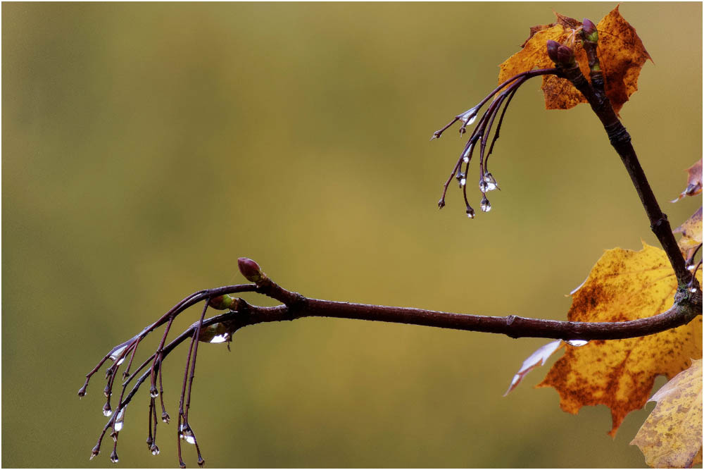 Regentag im Herbst