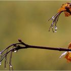 Regentag im Herbst