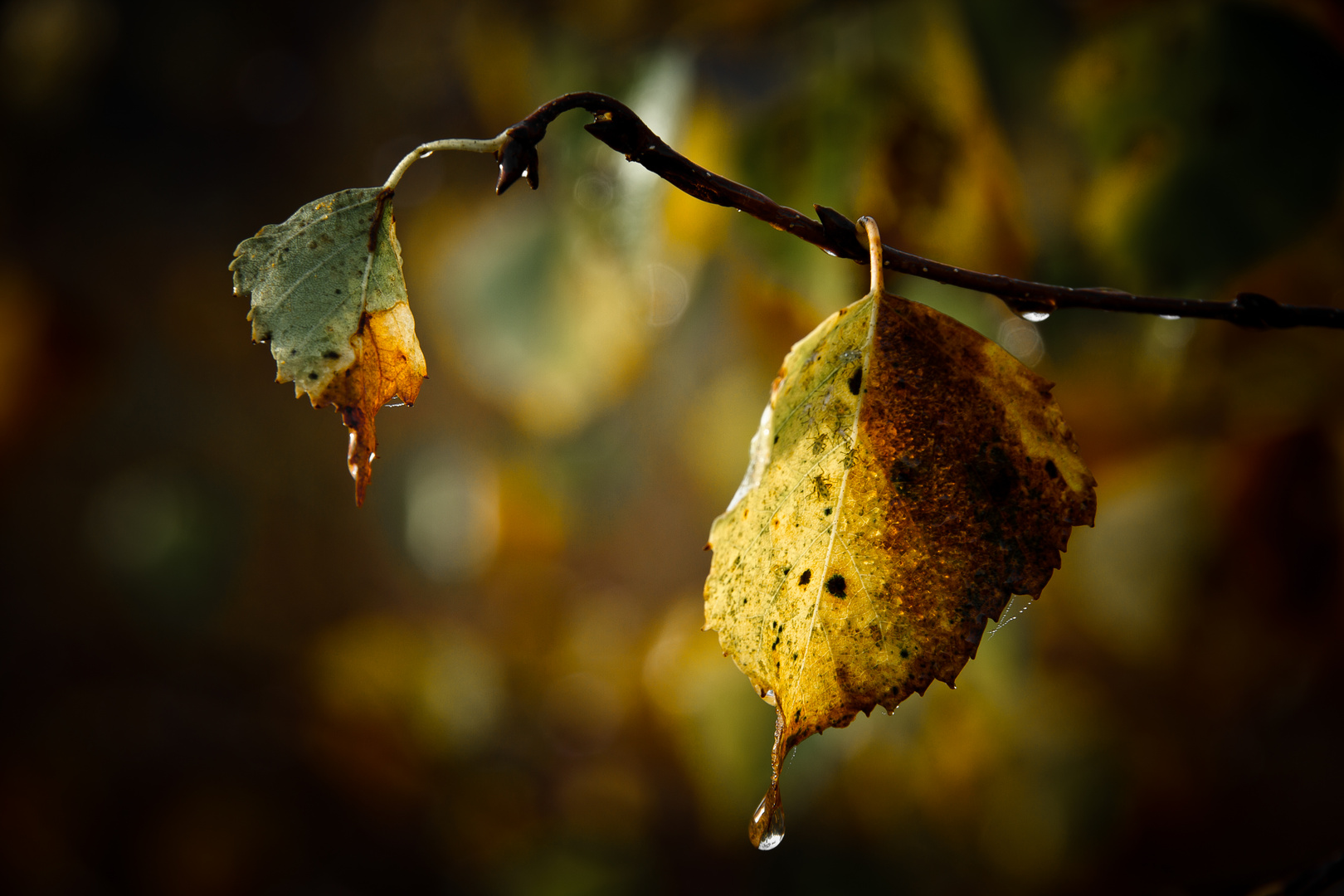 Regentag Im Herbst Foto Bild Baume Baum Regen Bilder Auf Fotocommunity