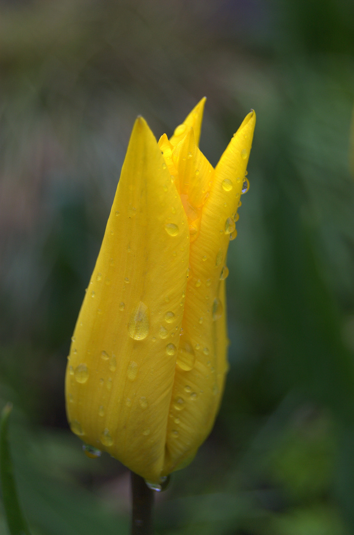 Regentag im Mai