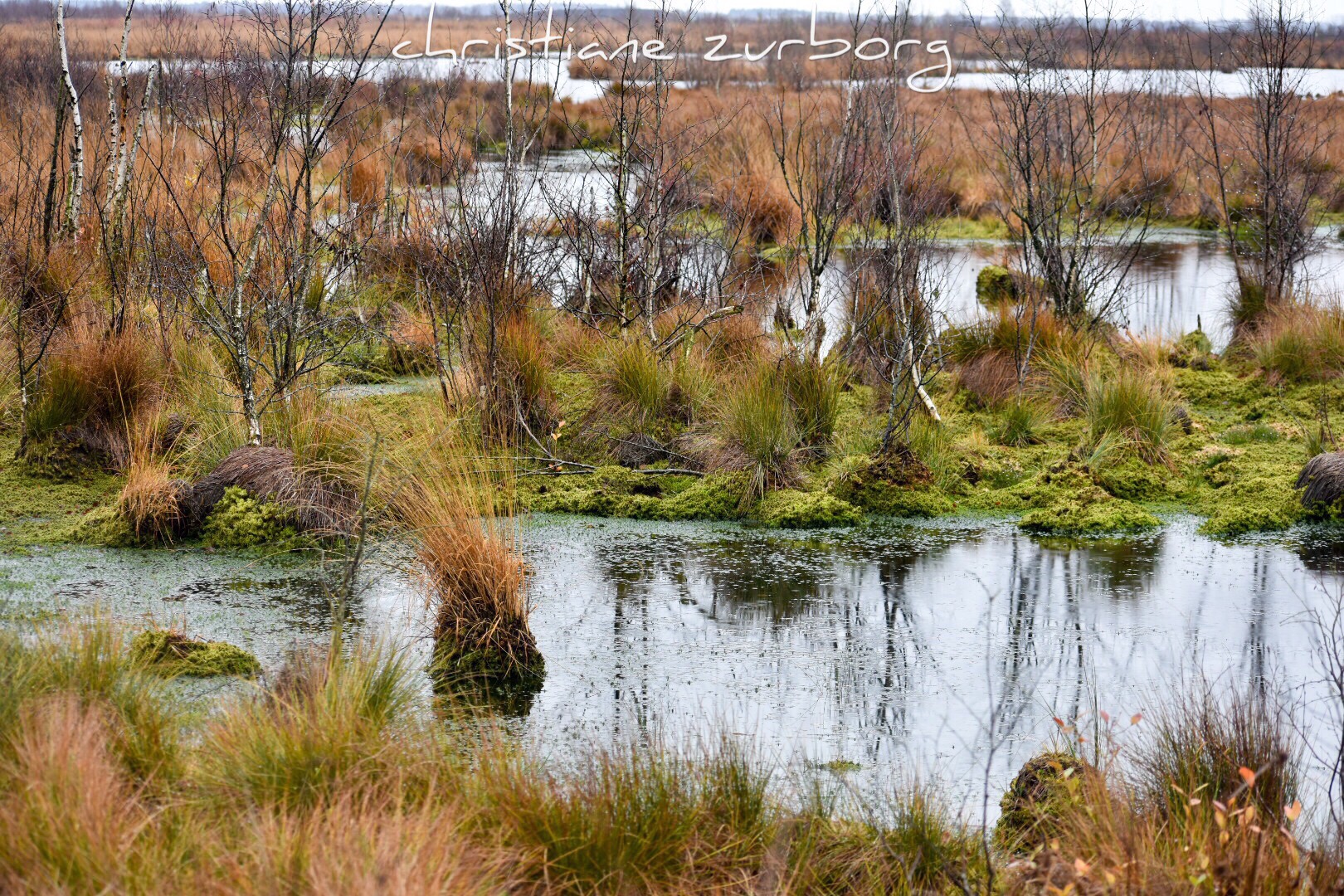 regentag im moor