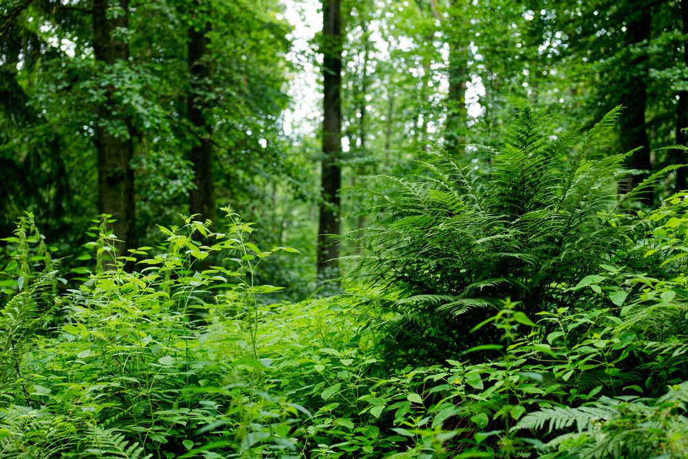 Regentag im Sommerwald