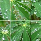 Regentag im Wald