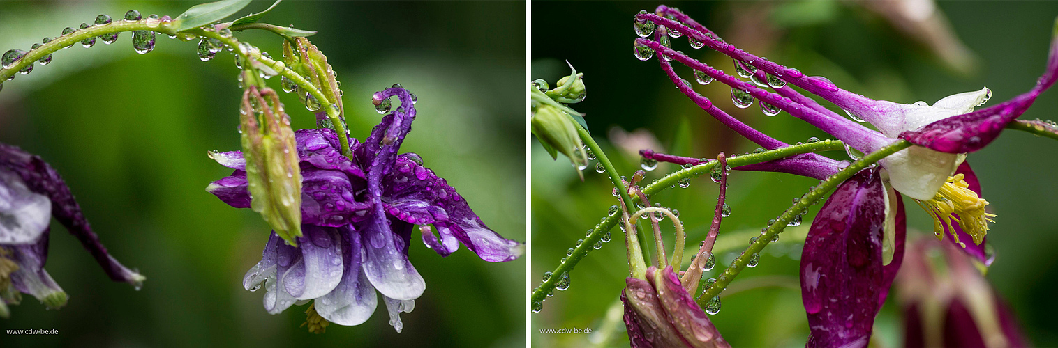 regentage im garten 4