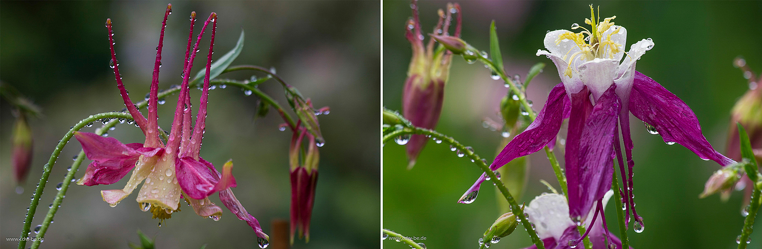 regentage im garten