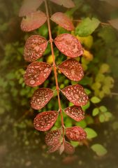 Regentage im Herbst