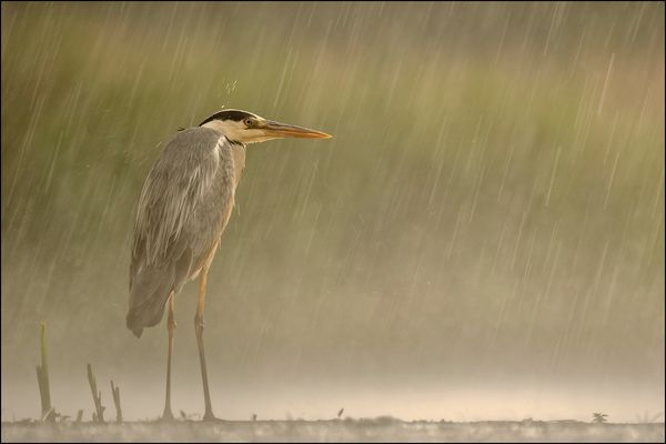 Regentage mag ich nicht 