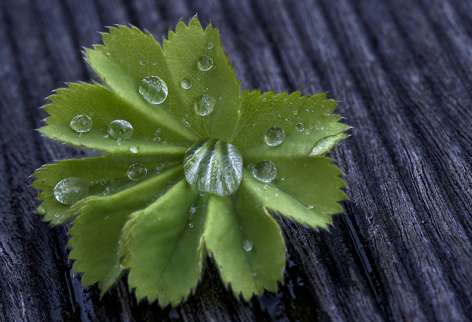 ...regen...tau..tränen..tropfen