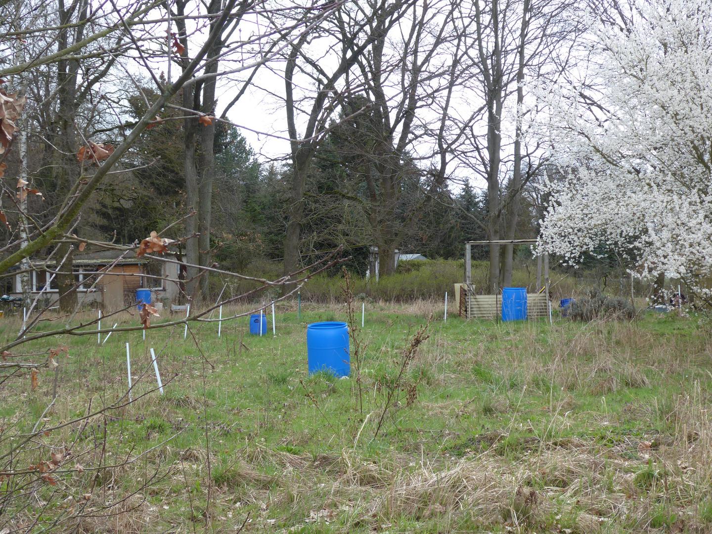 Regentonnen in blau