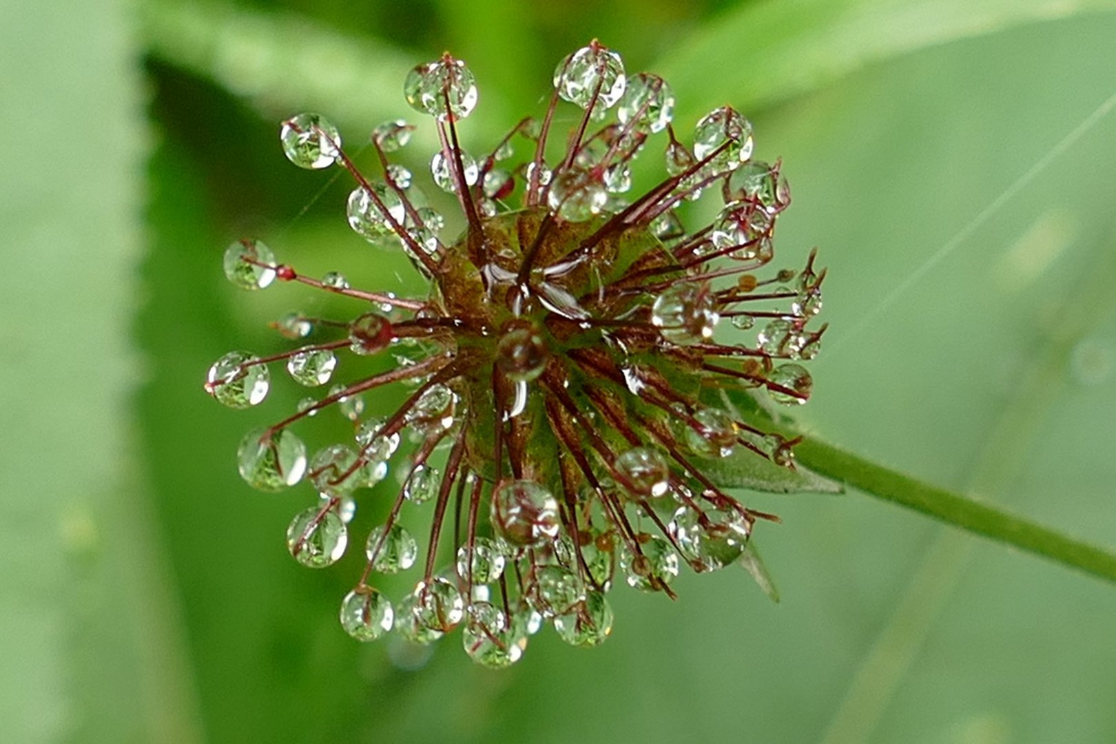 Regentropfen Foto Bild Pflanzen Pilze Flechten Regenfotos Wetter Bilder Auf Fotocommunity