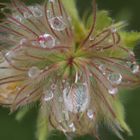 Regentropfen als Vergrößerungsglas in der Alpenblume