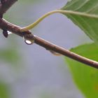 Regentropfen am Kirschbaum