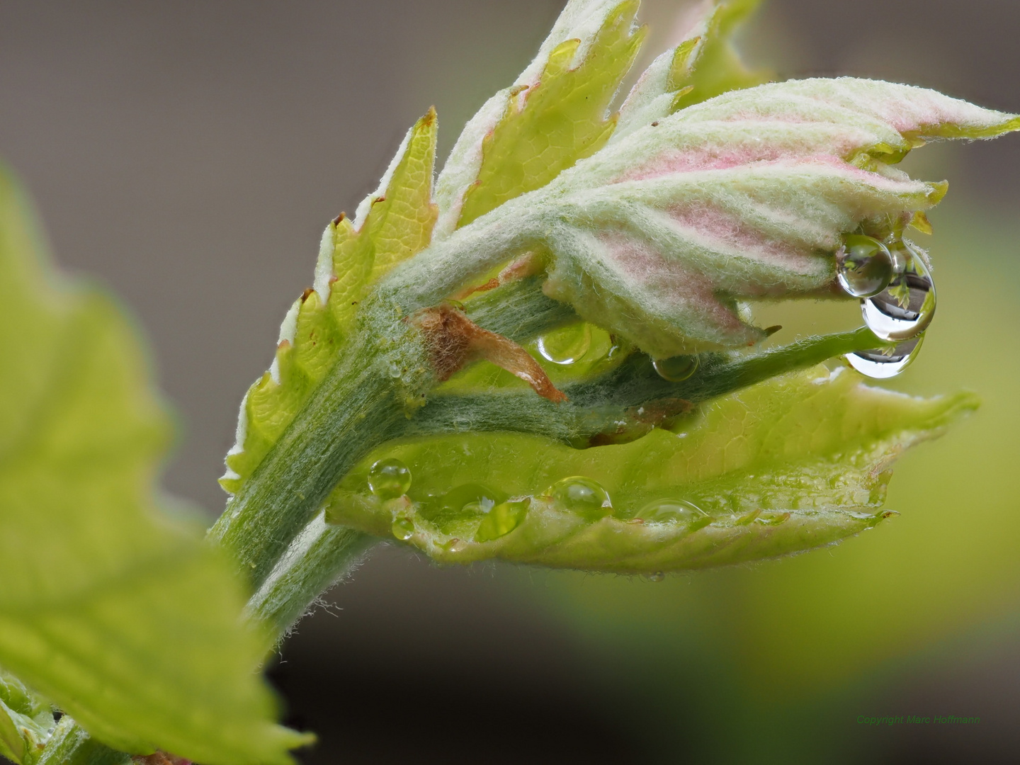 Regentropfen am Wein