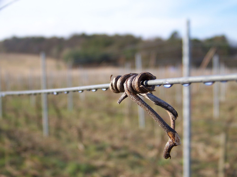 Regentropfen am Weinstock