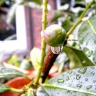 Regentropfen an der Beere...mit Widerspiegelung des Fensterrahmens und Gartenstuhls