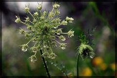 Regentropfen an der Blüte einer Wilden Möhre.